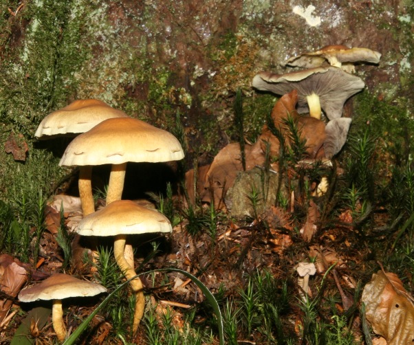 Hypholoma dalla Foresta nera